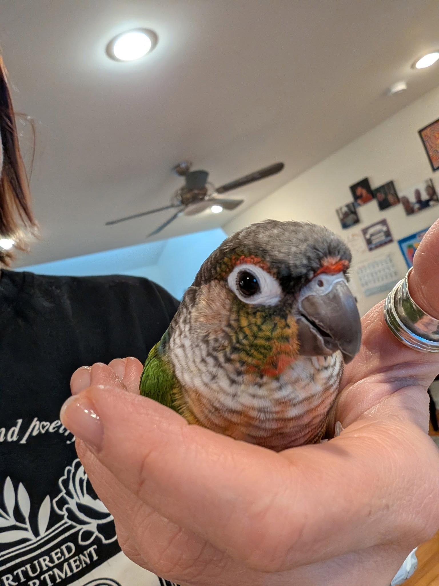 Moxxie, a Adopted Conure in Belford, NJ image 3/3