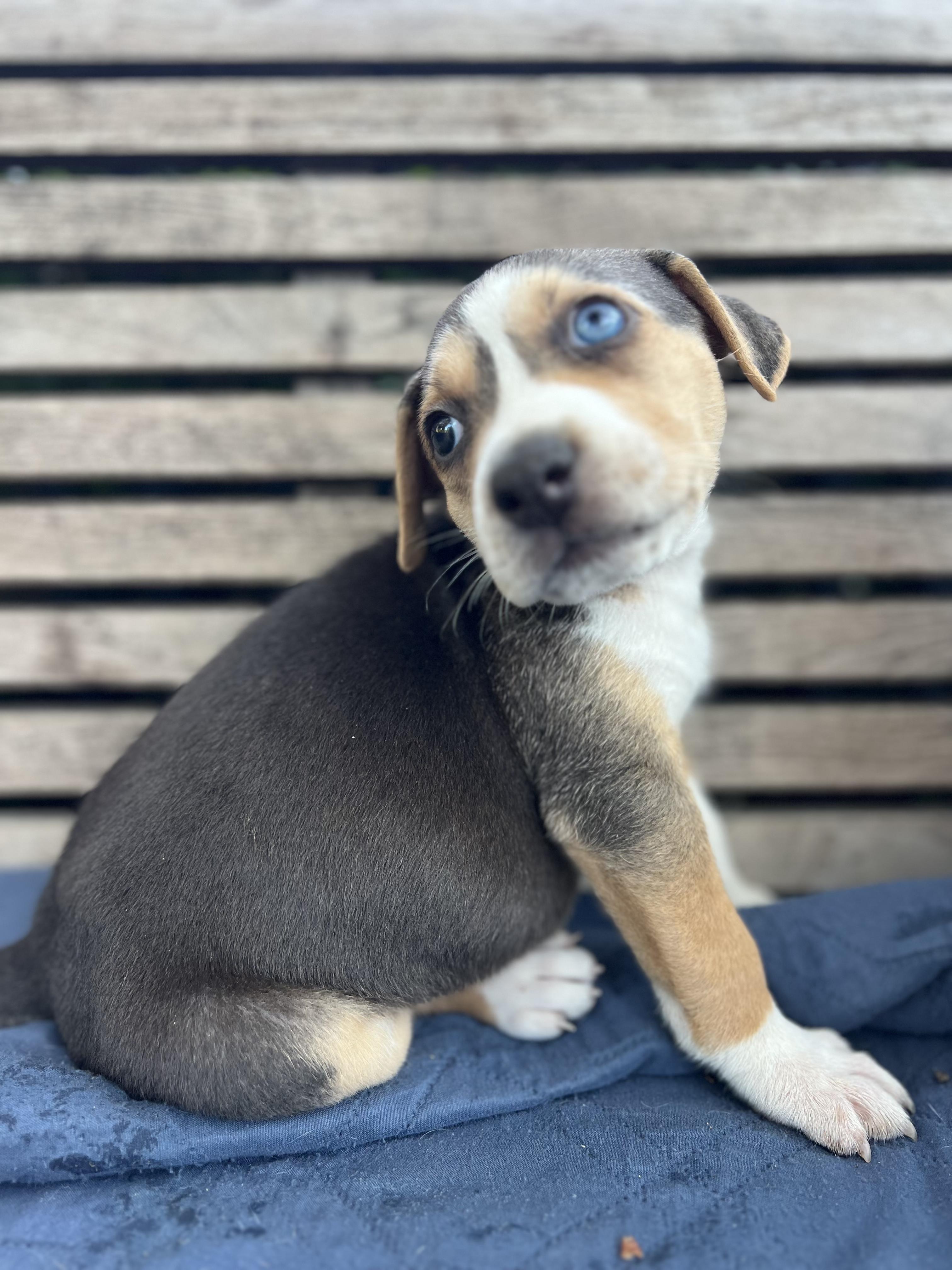 Mabel (Vintage Litter), a Adoptable mixed breed in Redwood City, CA image 6/6