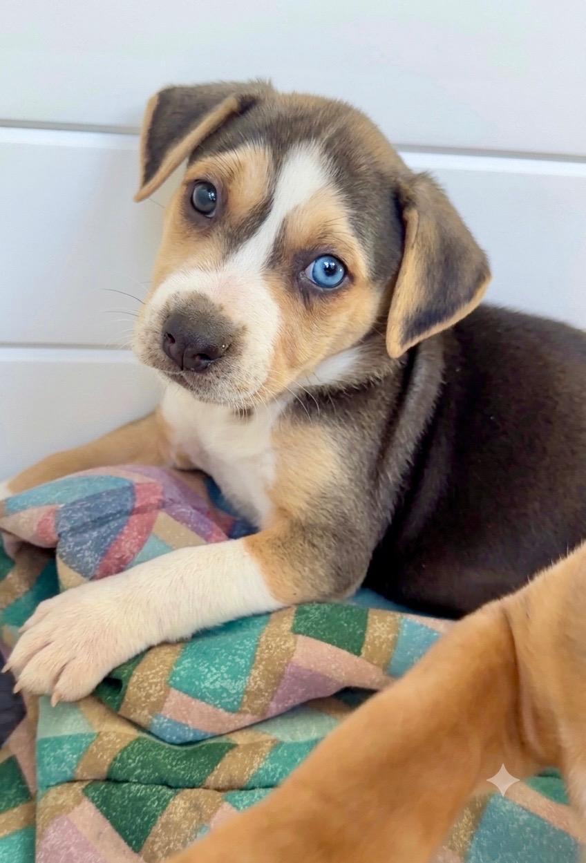 Mabel (Vintage Litter), adopted, Puppy Female Terrier.