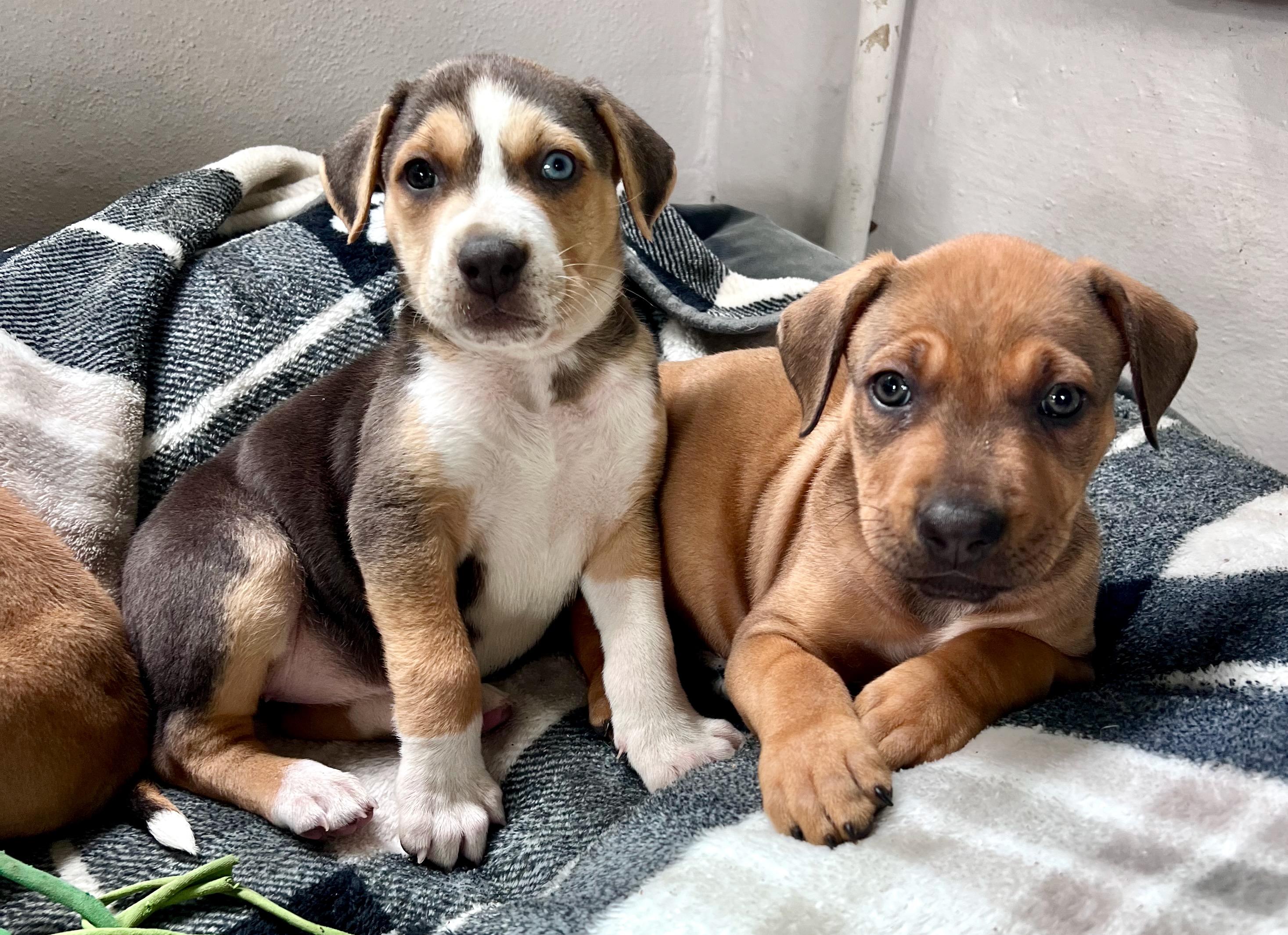 Mabel (Vintage Litter), a Adoptable mixed breed in Redwood City, CA image 4/6