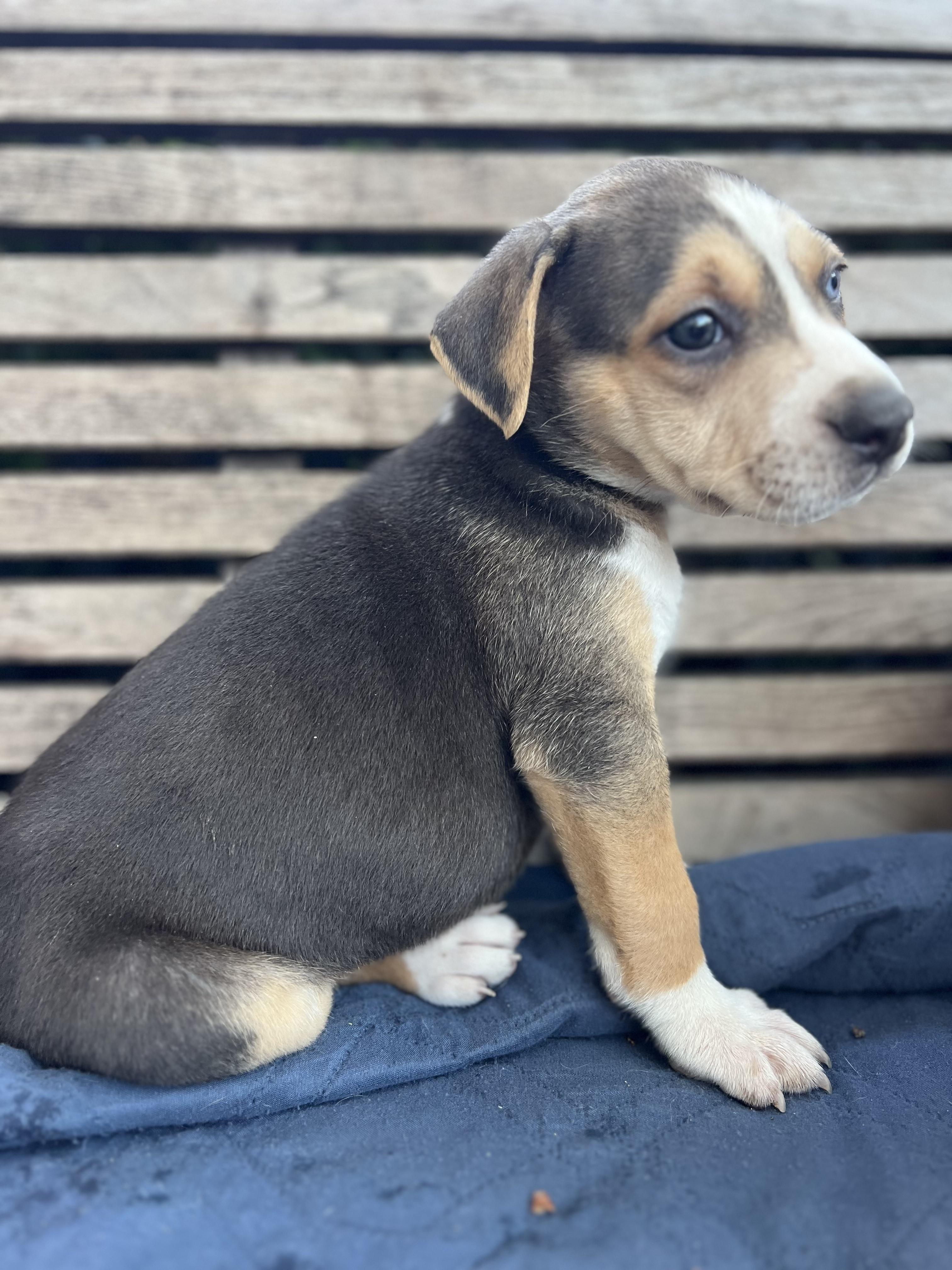 Mabel (Vintage Litter), a Adoptable mixed breed in Redwood City, CA image 5/6