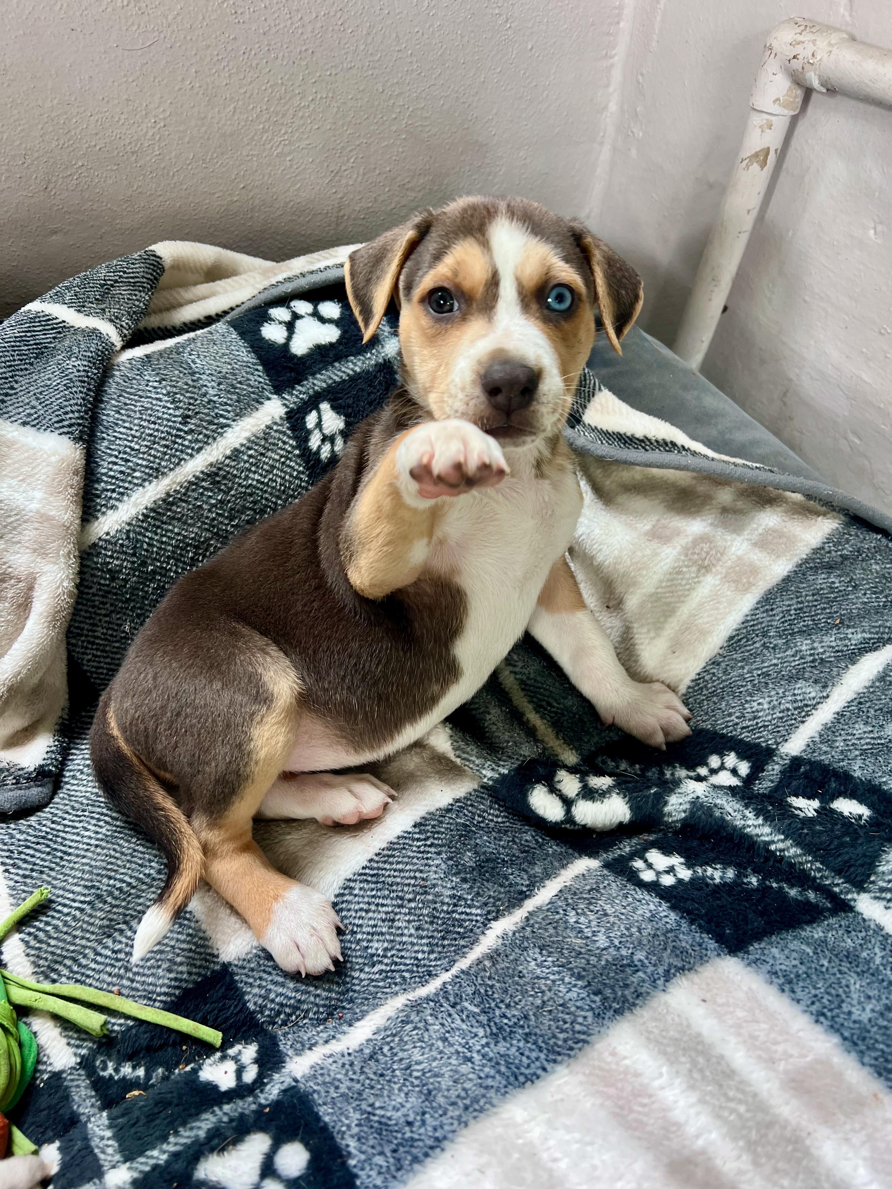 Mabel (Vintage Litter), a Adoptable mixed breed in Redwood City, CA image 2/6
