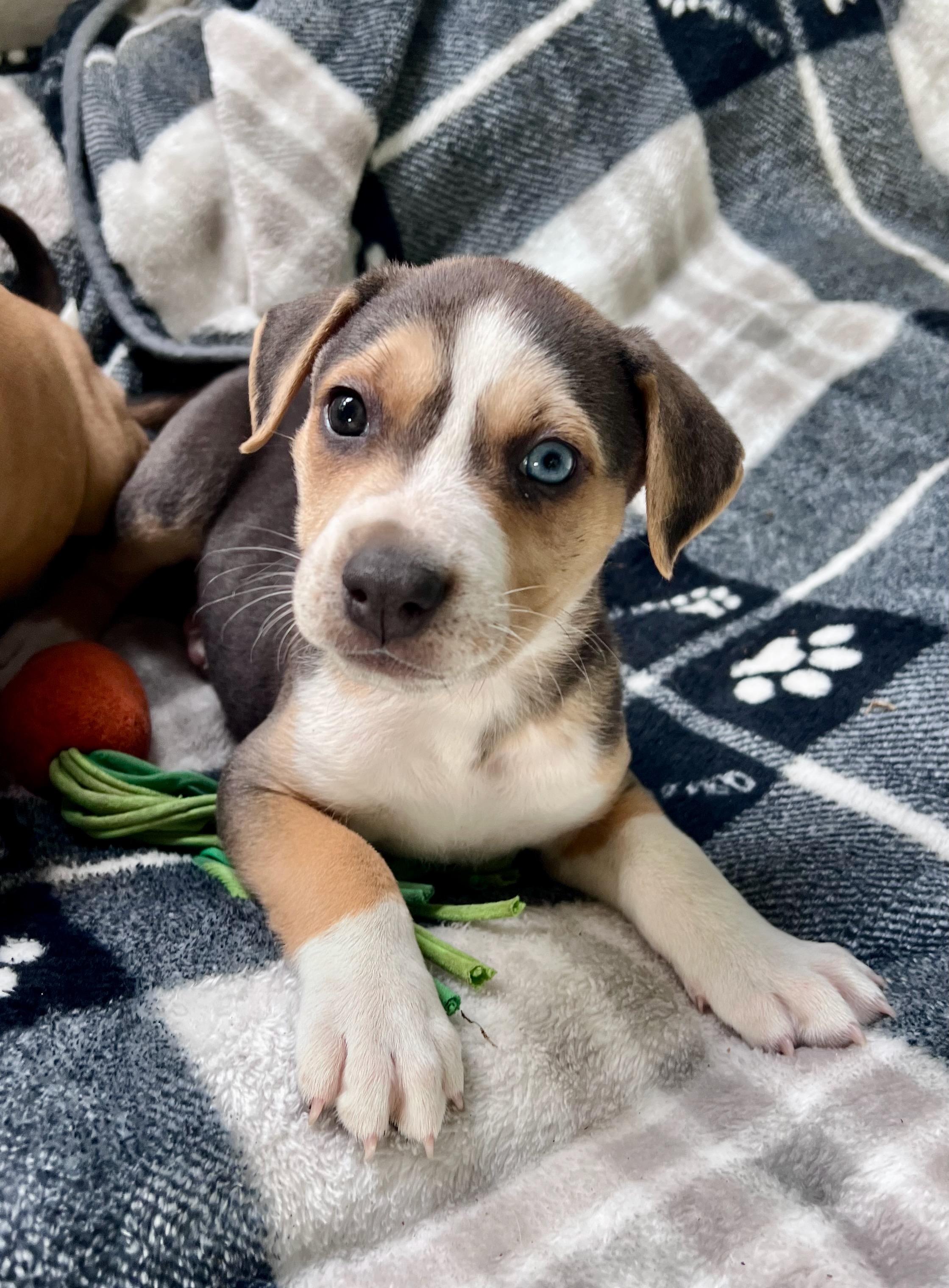 Mabel (Vintage Litter), a Adoptable mixed breed in Redwood City, CA image 1/6
