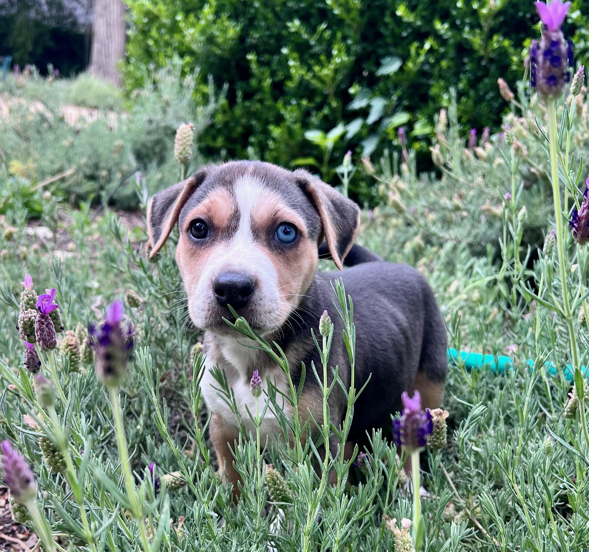 Mabel (Vintage Litter), an adopted mixed breed in Redwood City, CA image 3/6