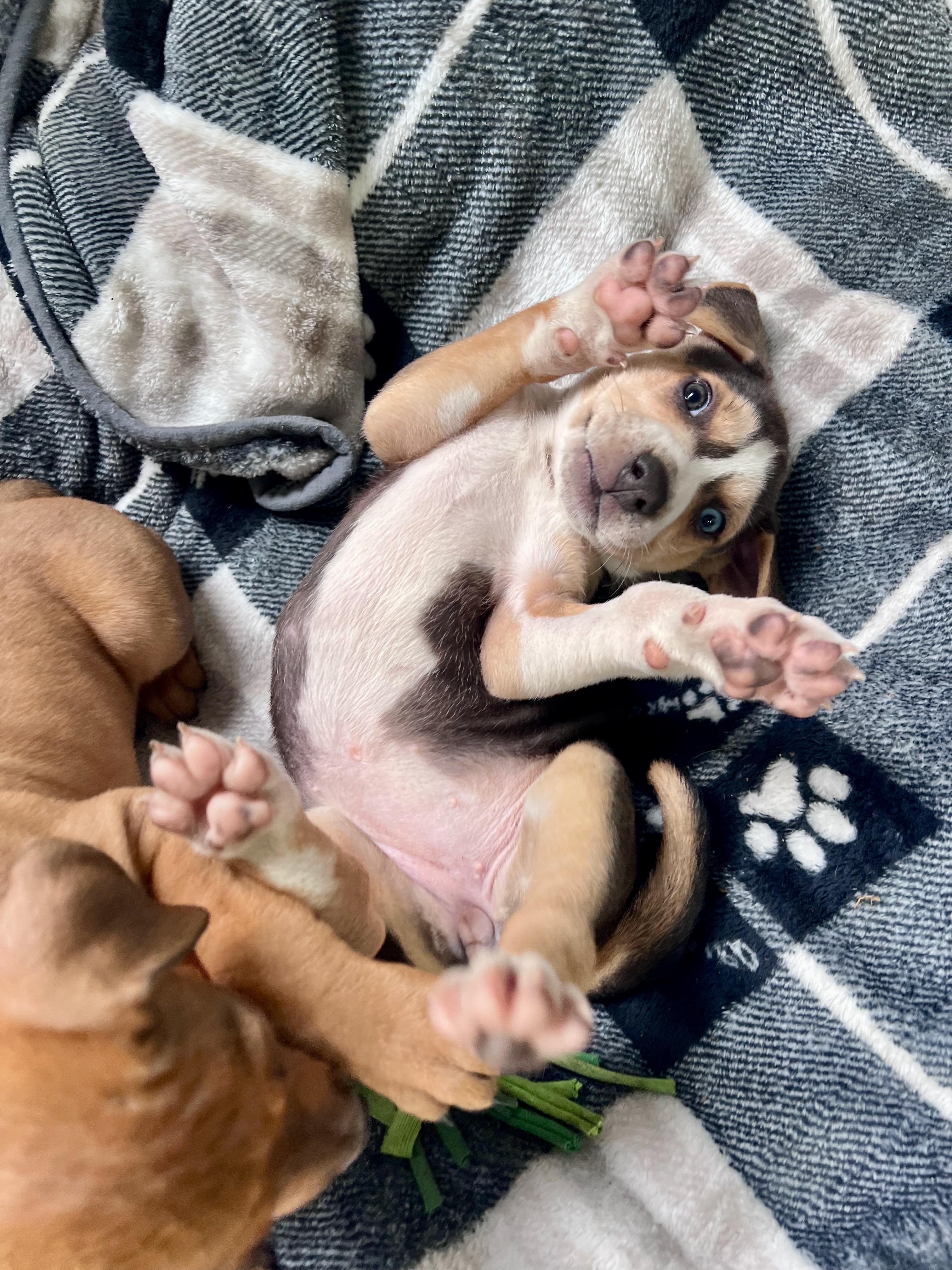Mabel (Vintage Litter), a Adoptable mixed breed in Redwood City, CA image 3/6