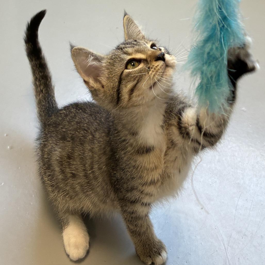 General, Adoptable, Kitten Male Domestic Short Hair.