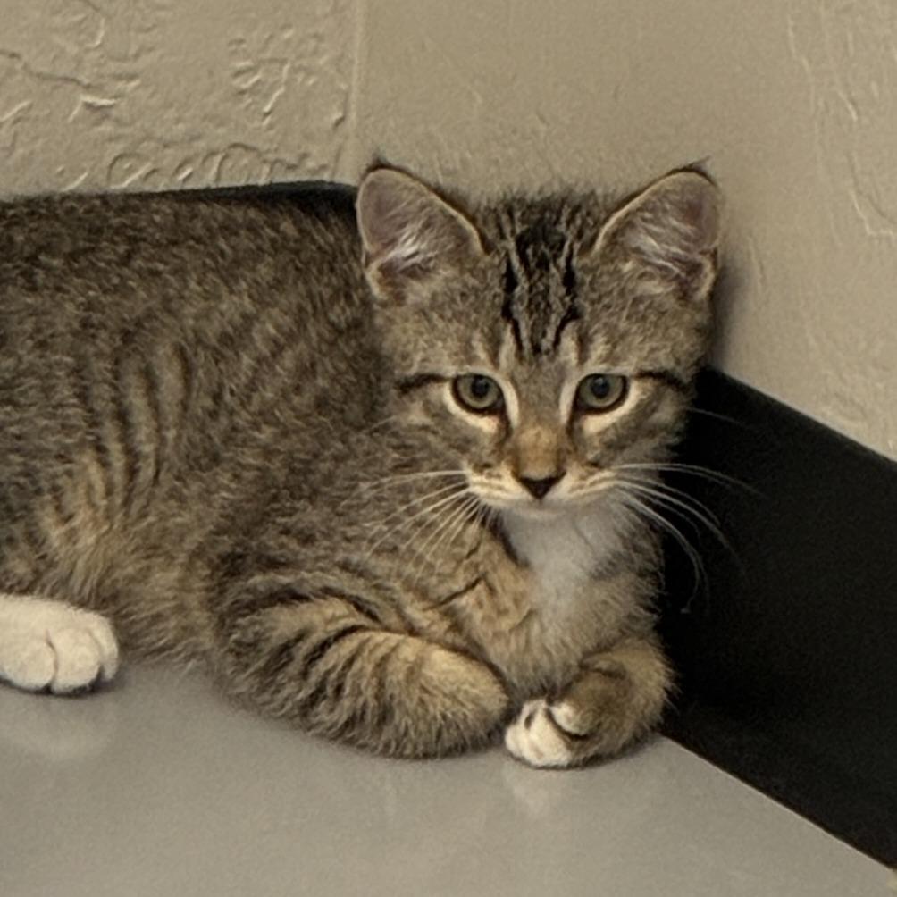 Enlarge General, a Adoptable Domestic Short Hair in Ponca City, OK image 2/4