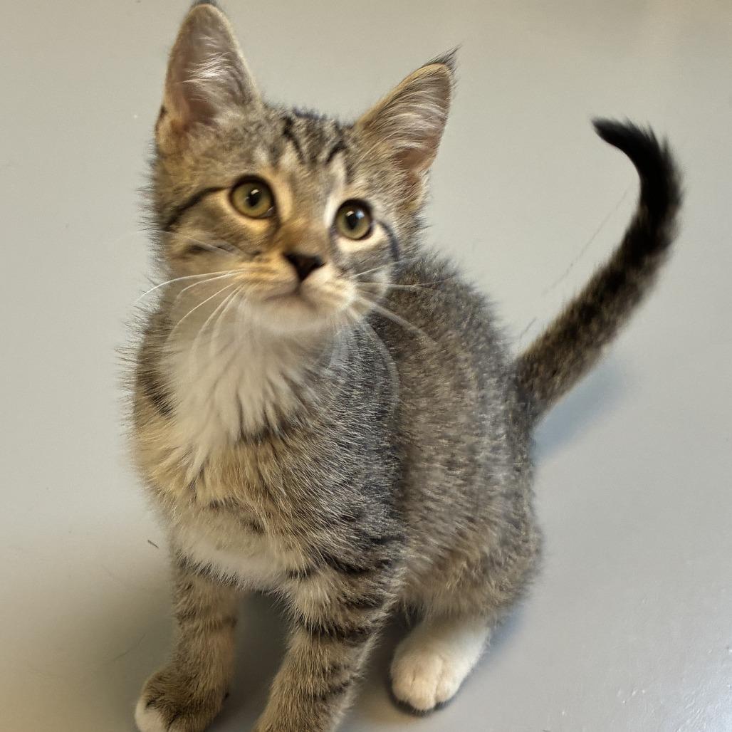 Enlarge General, a Adoptable Domestic Short Hair in Ponca City, OK image 3/4
