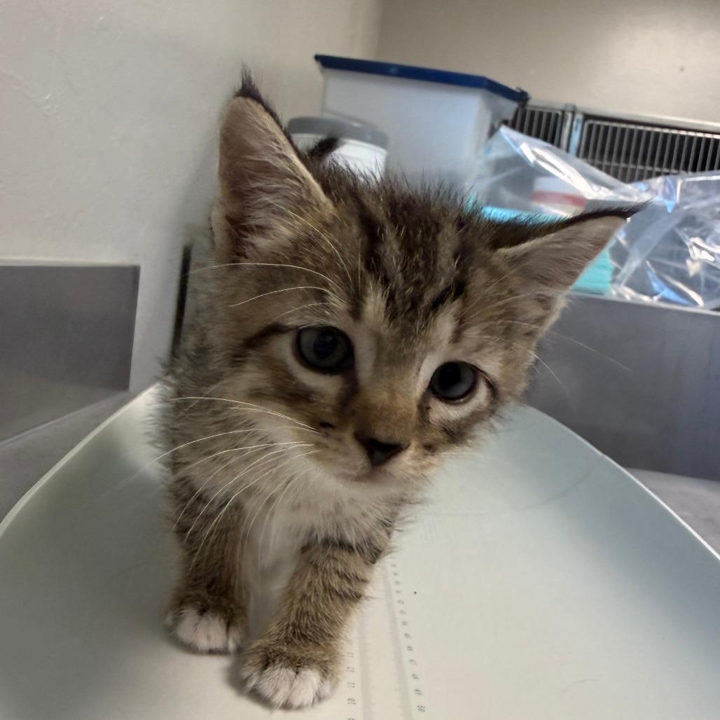 Enlarge General, a Adoptable Domestic Short Hair in Ponca City, OK image 4/4