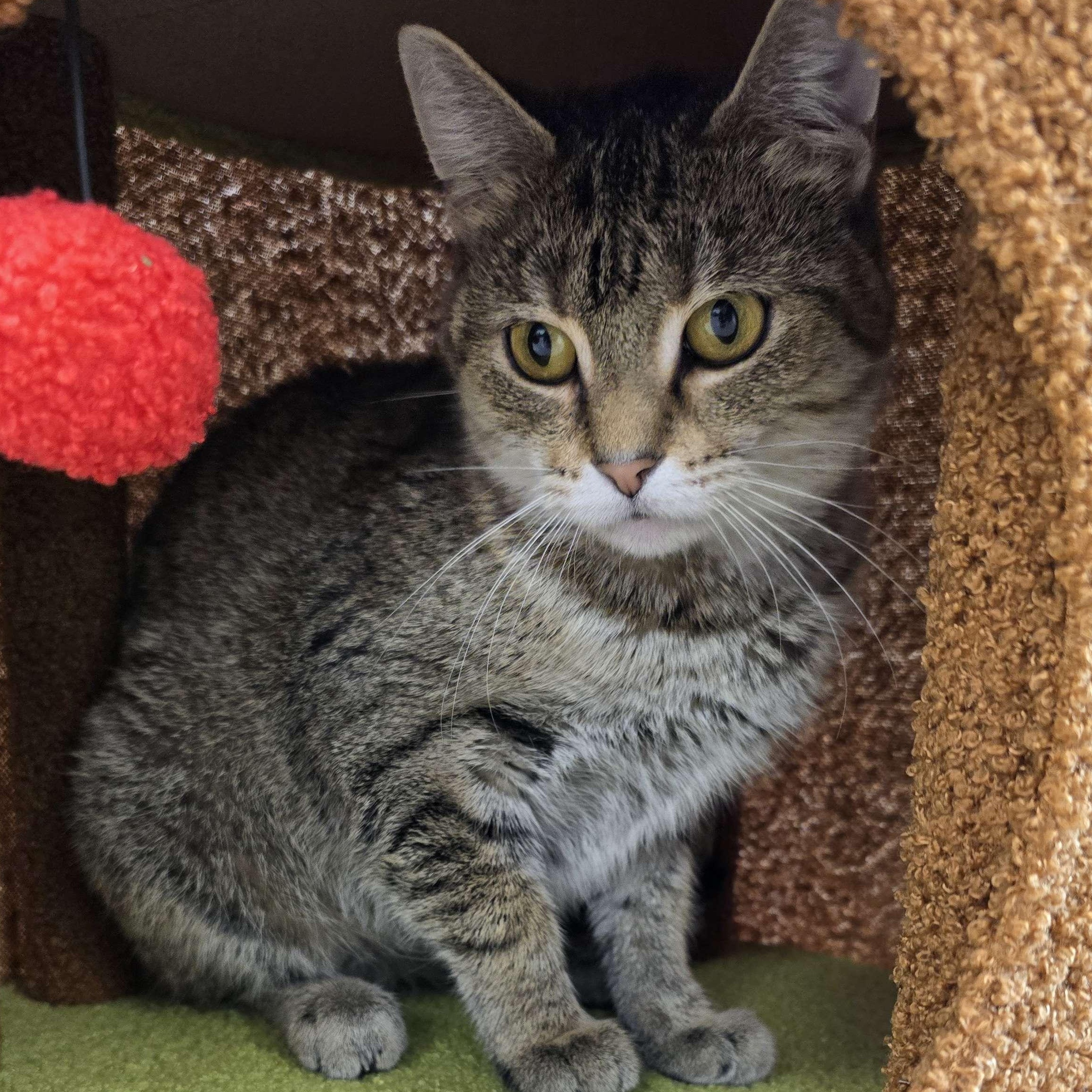 Jasmine - Personal Assistant-FEE WAIVED