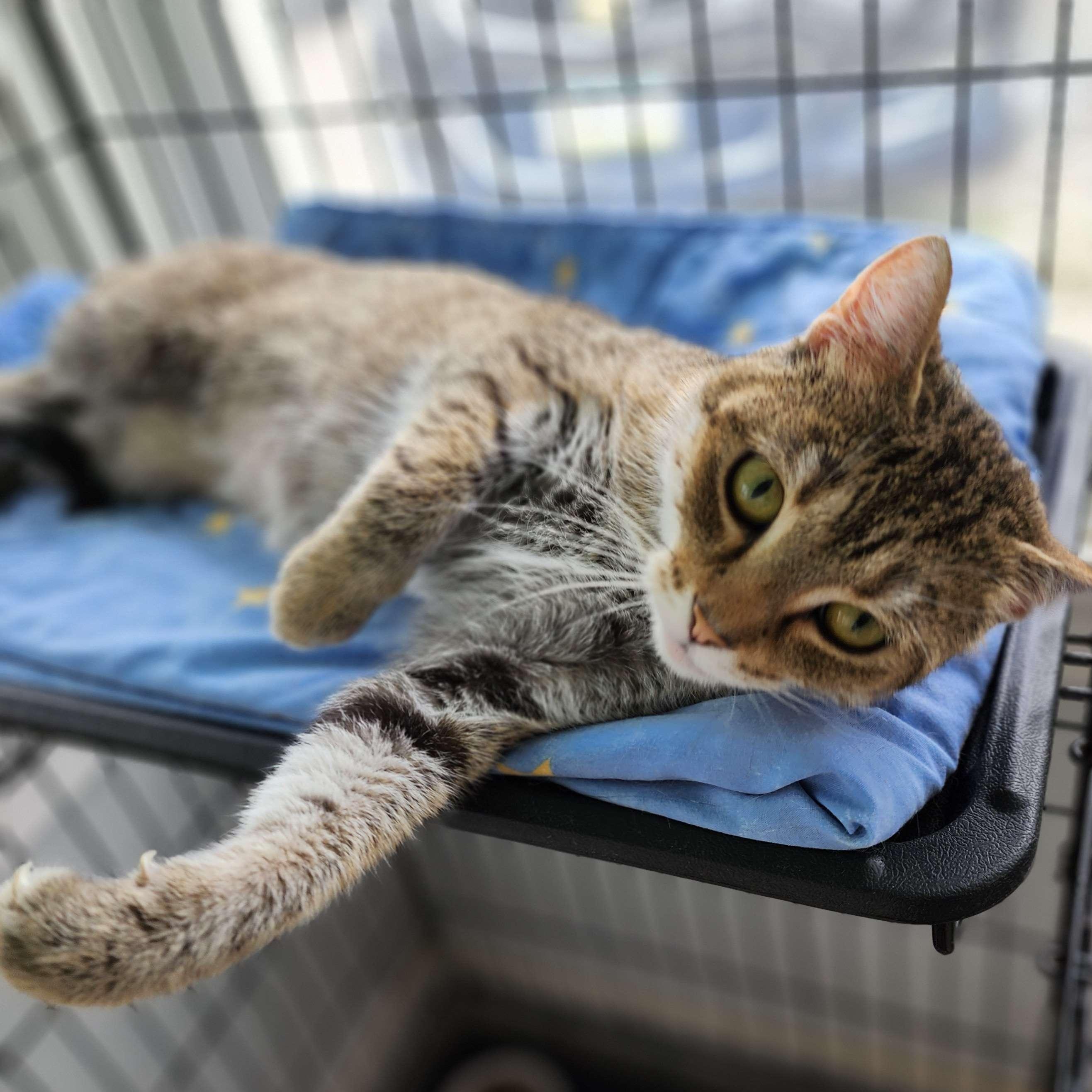 Jasmine - Personal Assistant-FEE WAIVED