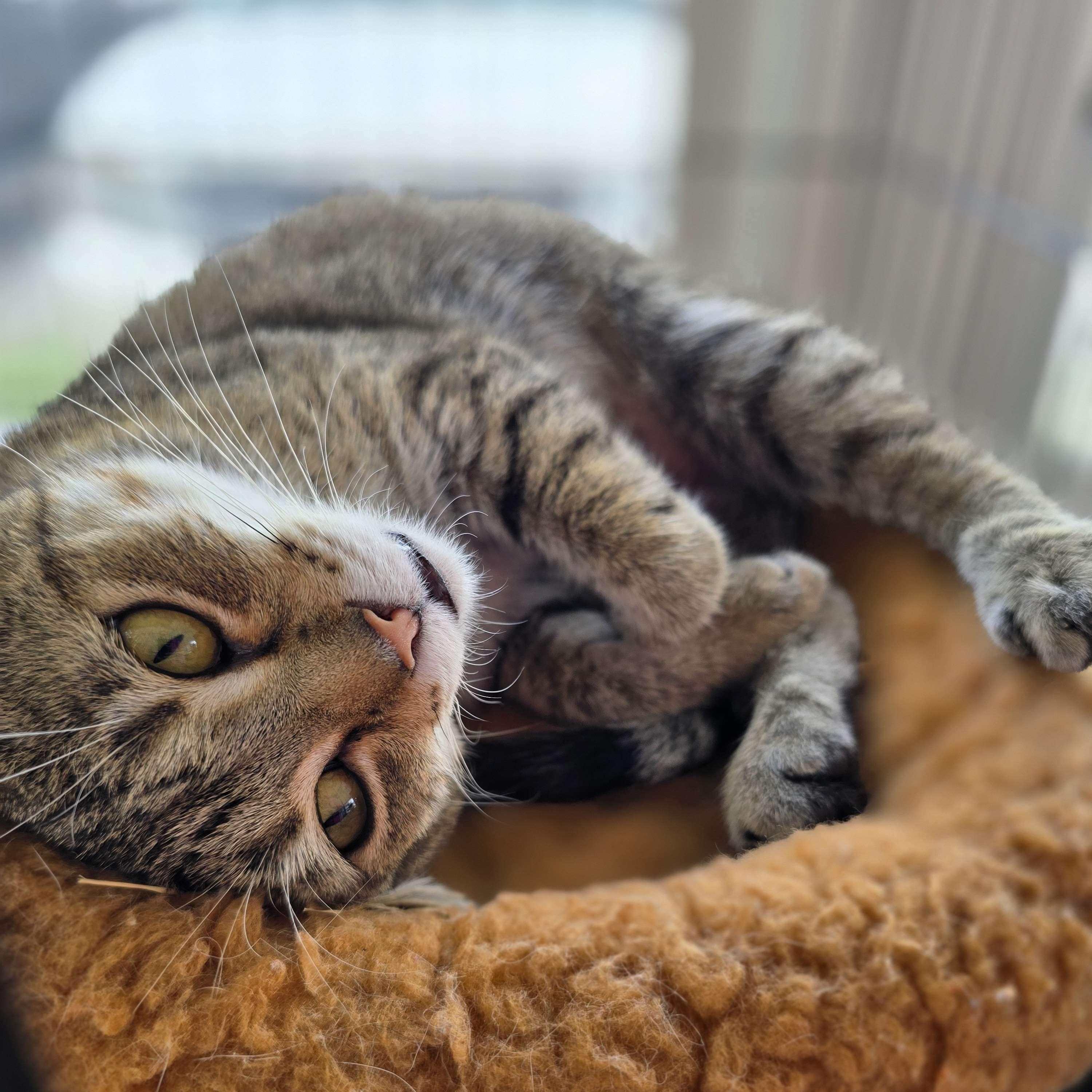 Jasmine - Personal Assistant-FEE WAIVED
