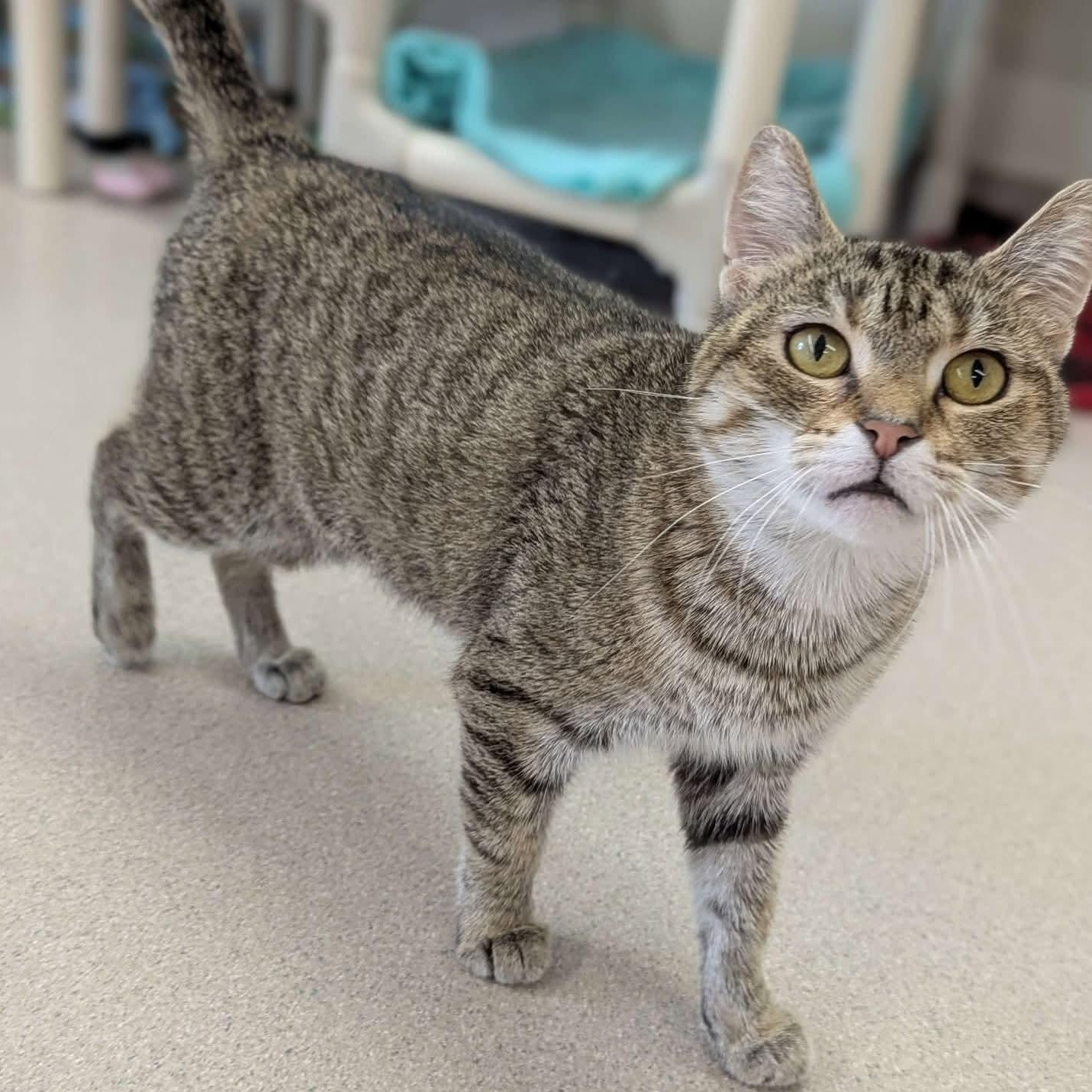 Jasmine - Personal Assistant-FEE WAIVED