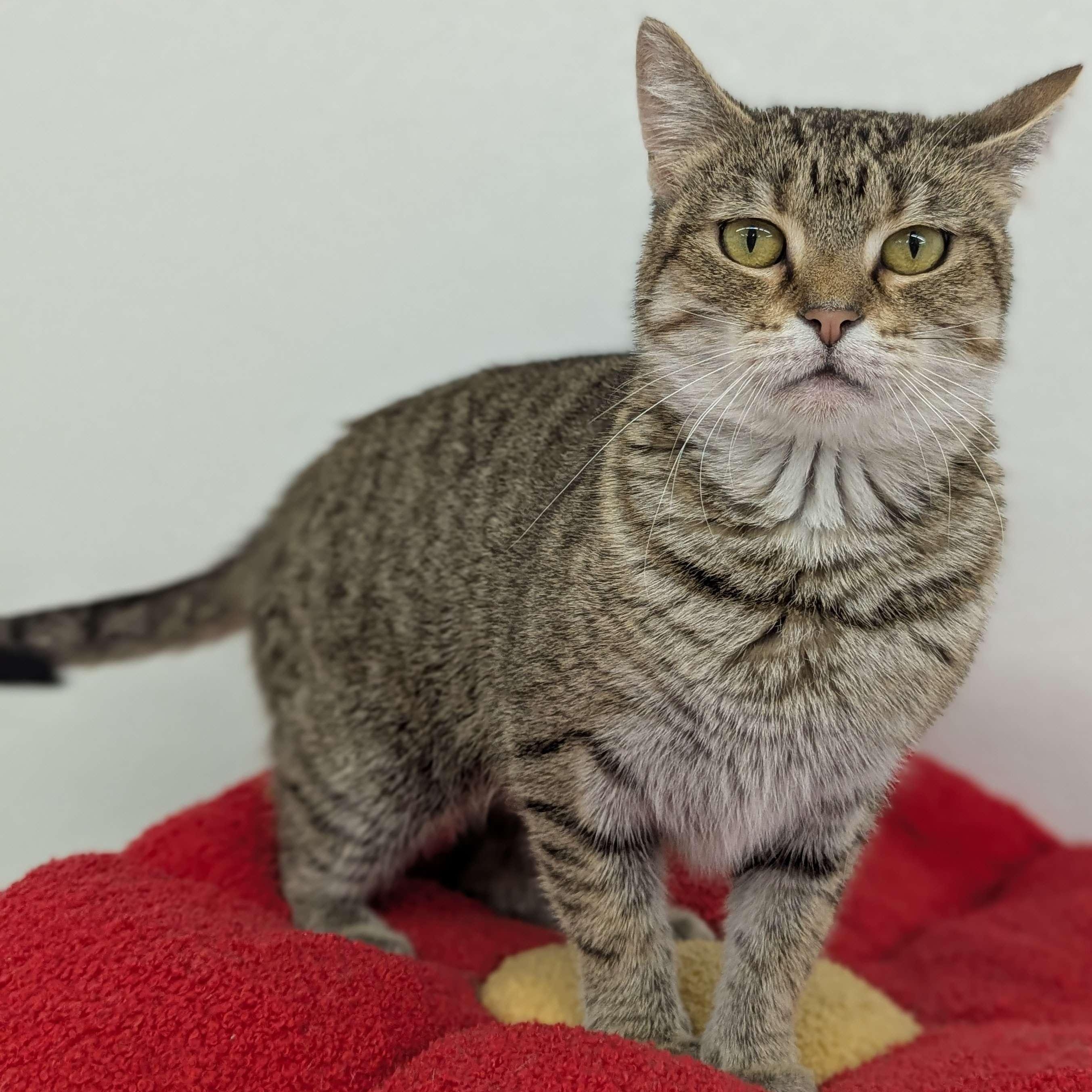 Jasmine - Personal Assistant-FEE WAIVED