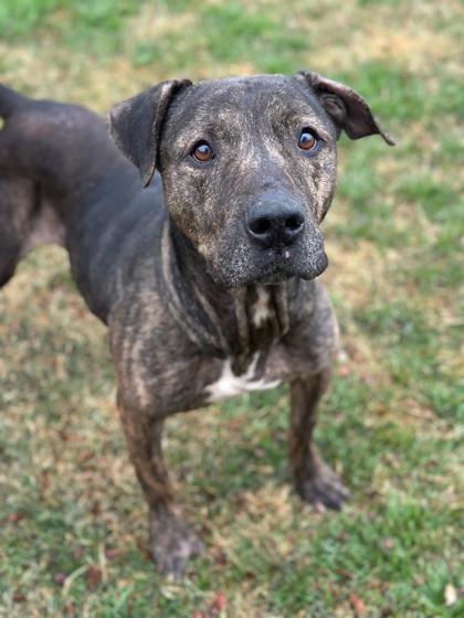 Teddy, Adoptable, Young Male Pit Bull Terrier & Mixed Breed.