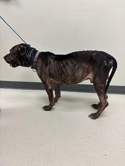 Enlarge Teddy, a Adoptable mixed breed in Irving, TX image 3/3