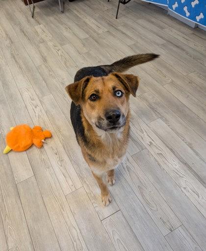 Lilly, Adoptable, Adult Female German Shepherd Dog & Mixed Breed.