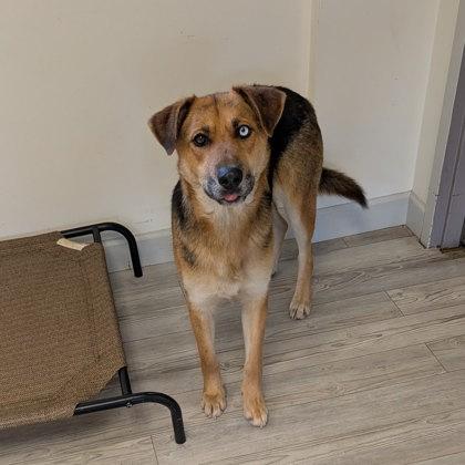 Enlarge Lilly, a Adoptable mixed breed in South Bend, IN image 2/3