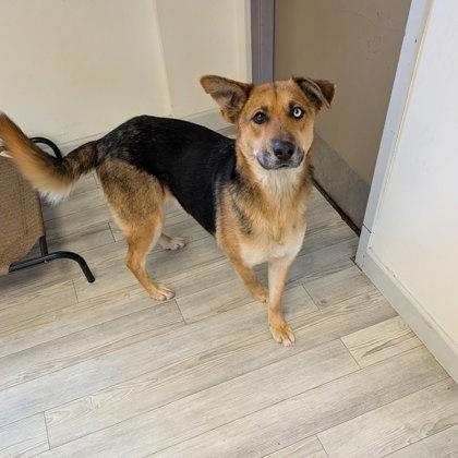 Enlarge Lilly, a Adoptable mixed breed in South Bend, IN image 3/3