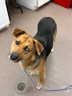 Lilly, a Adoptable mixed breed in South Bend, IN image 3/3