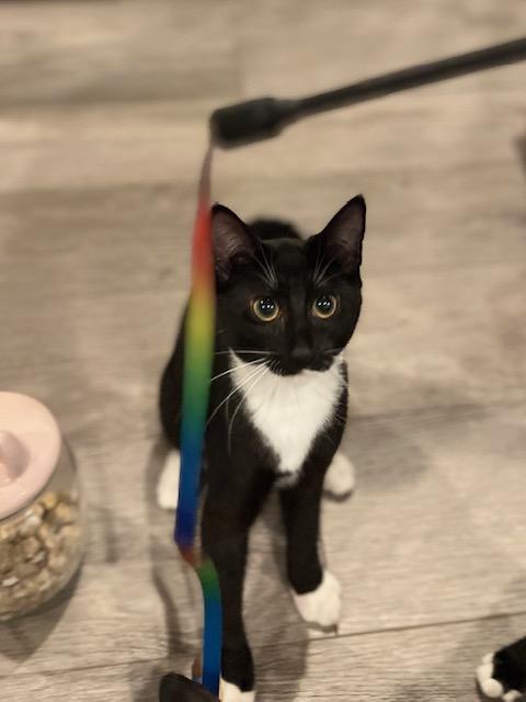 Enlarge Stella, a ADOPTABLE Domestic Short Hair in Manorville , NY image 2/4