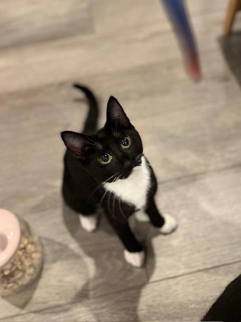 Enlarge Stella, a ADOPTABLE Domestic Short Hair in Manorville , NY image 4/4