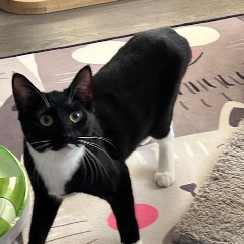 Stella, ADOPTABLE, Young Female Domestic Short Hair.