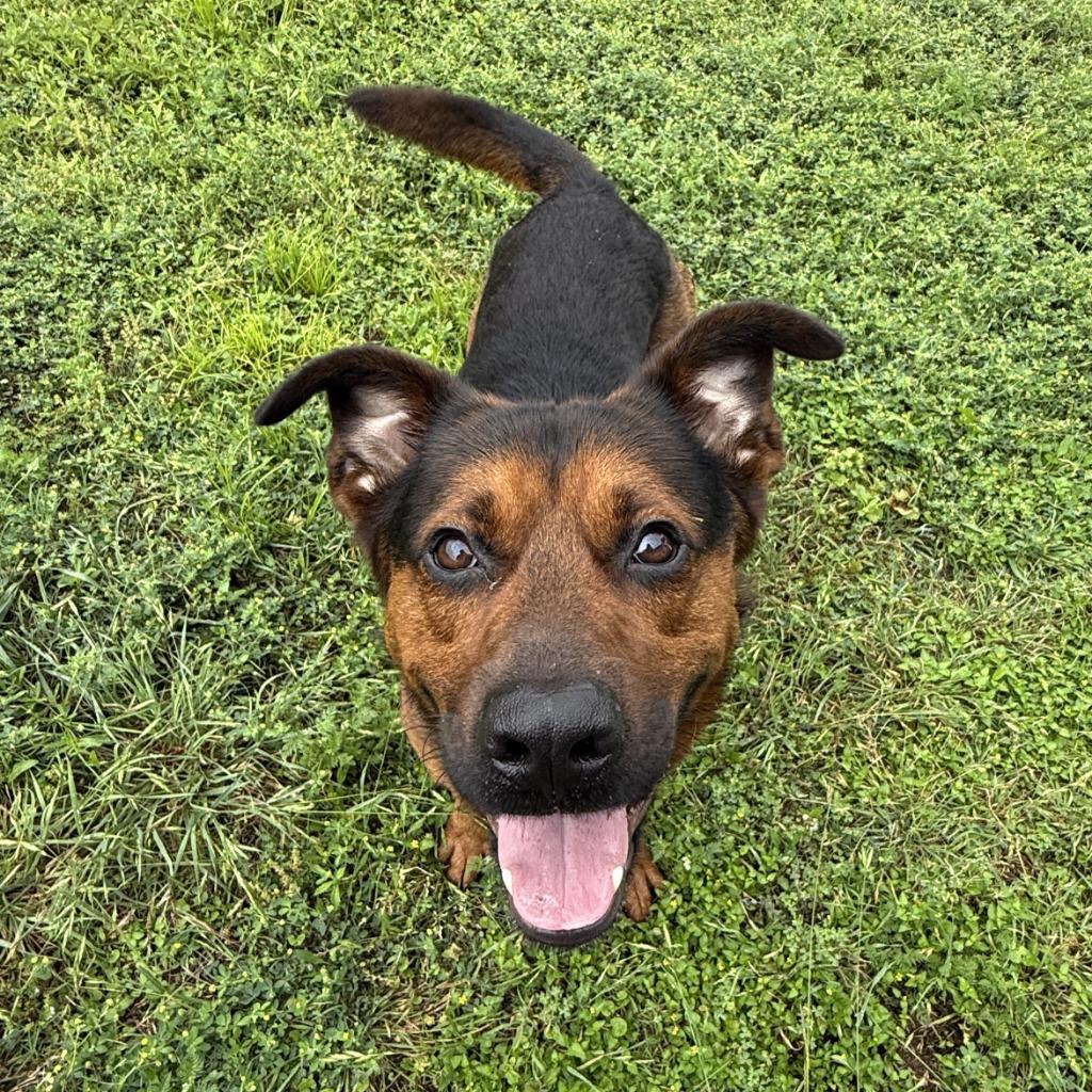 Enlarge Bleu, a Adoptable mixed breed in Brenham, TX image 2/6