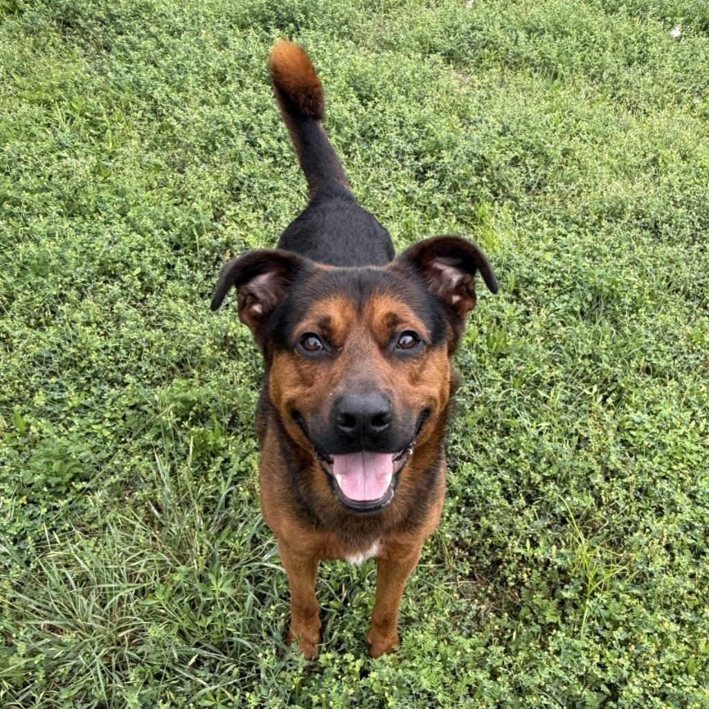 Enlarge Bleu, a Adoptable mixed breed in Brenham, TX image 3/6