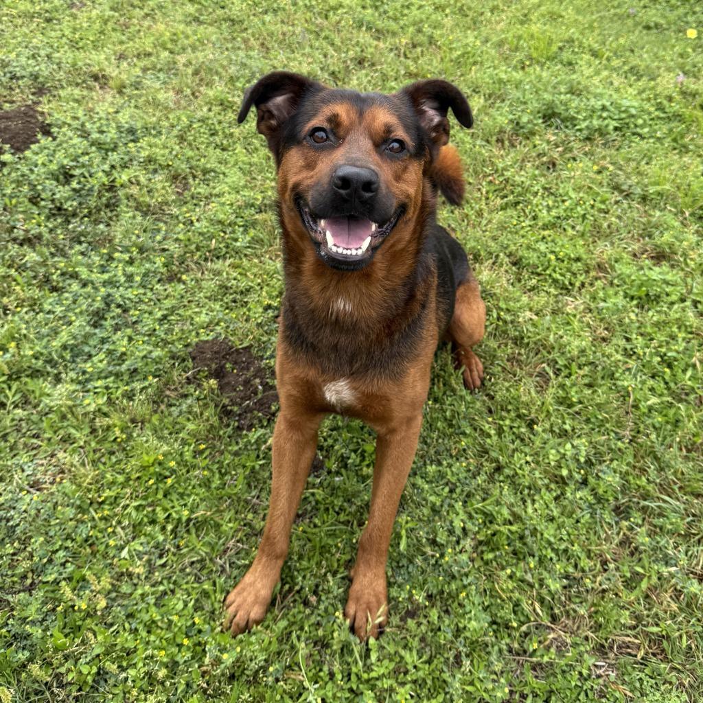 Enlarge Bleu, a Adoptable mixed breed in Brenham, TX image 4/6