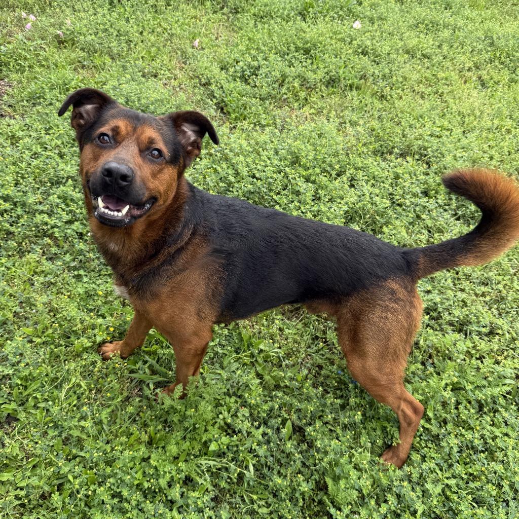 Enlarge Bleu, a Adoptable mixed breed in Brenham, TX image 5/6