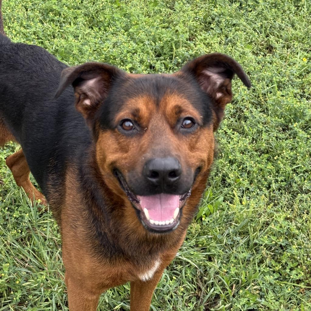 Enlarge Bleu, a Adoptable mixed breed in Brenham, TX image 6/6