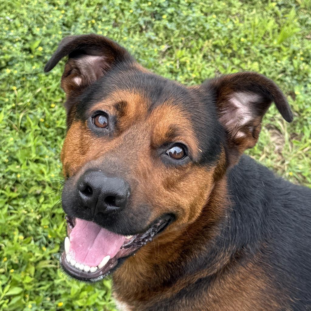 Bleu, Adoptable, Young Male Rottweiler & Husky.