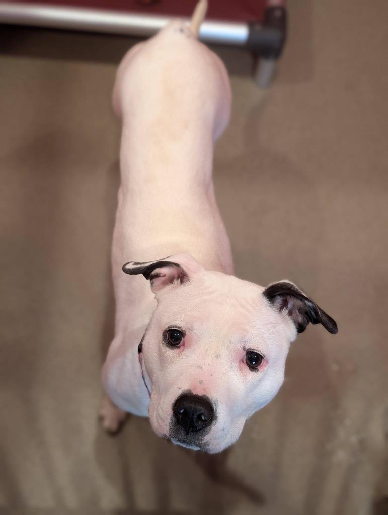 Pearl, Adoptable, Puppy Female Terrier.