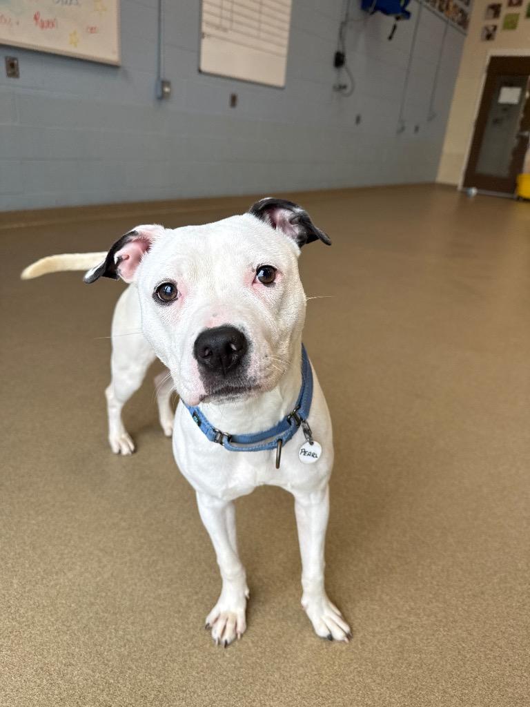 Enlarge Pearl, a Adoptable mixed breed in North Syracuse, NY image 2/4