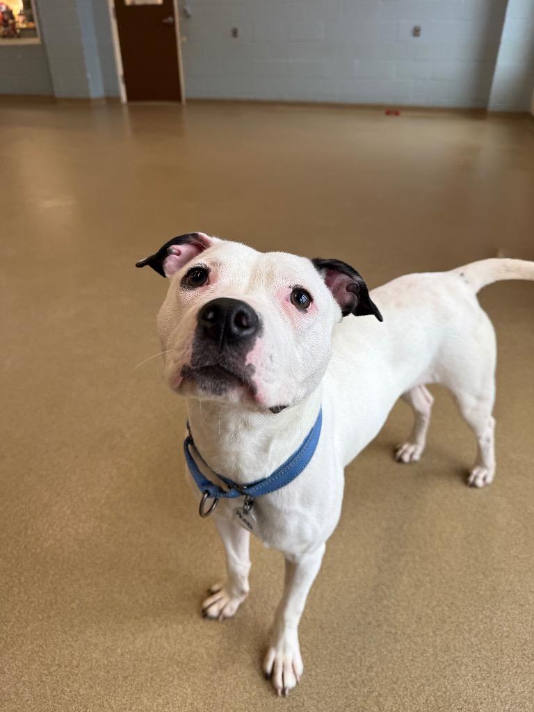 Enlarge Pearl, a Adoptable mixed breed in North Syracuse, NY image 3/4