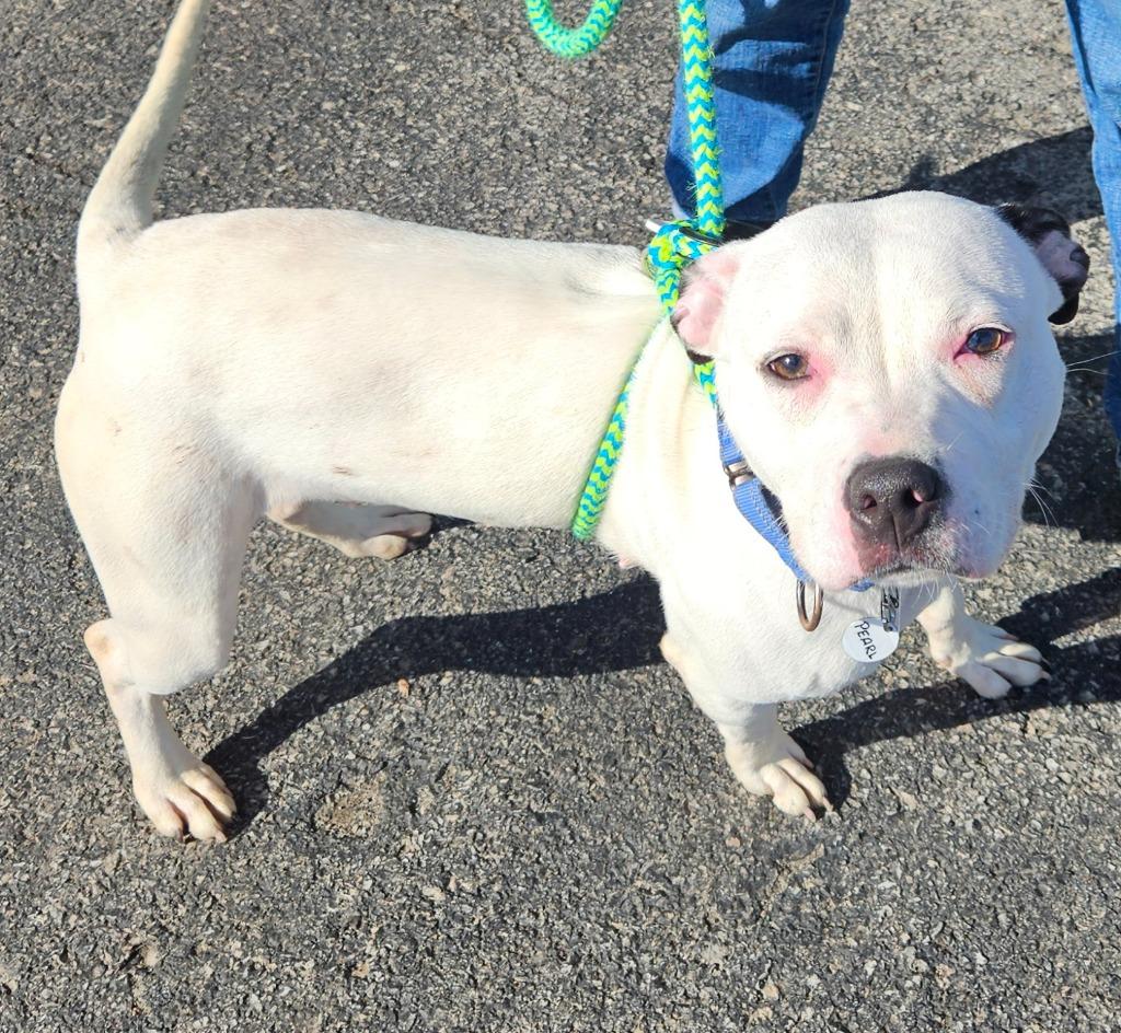 Enlarge Pearl, a Adoptable mixed breed in North Syracuse, NY image 4/4