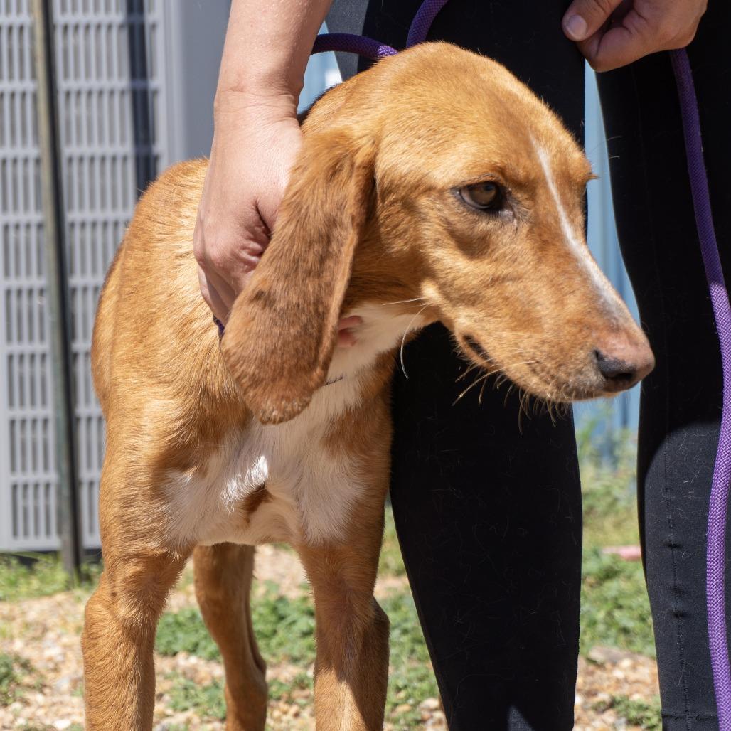 Chicken Little, Adoptable, Adult Male Hound.