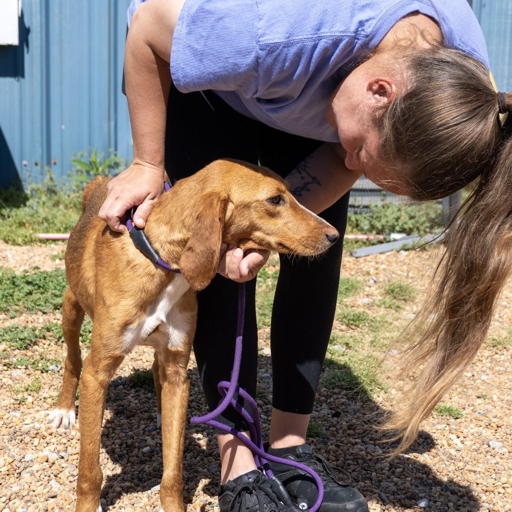 Chicken Little, Adoptable, Adult Male Hound.