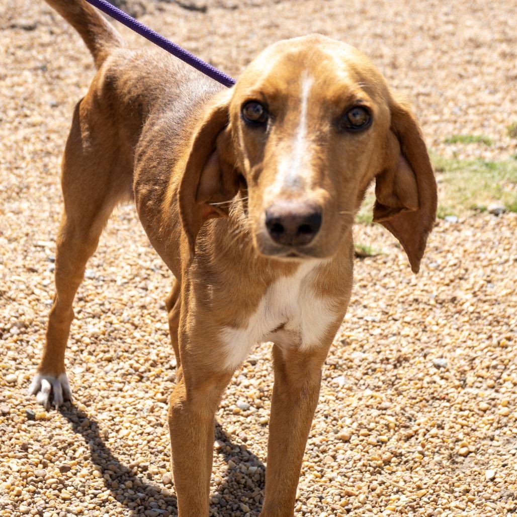 Enlarge Chicken Little, a Adoptable Hound in Elizabeth City, NC image 3/6