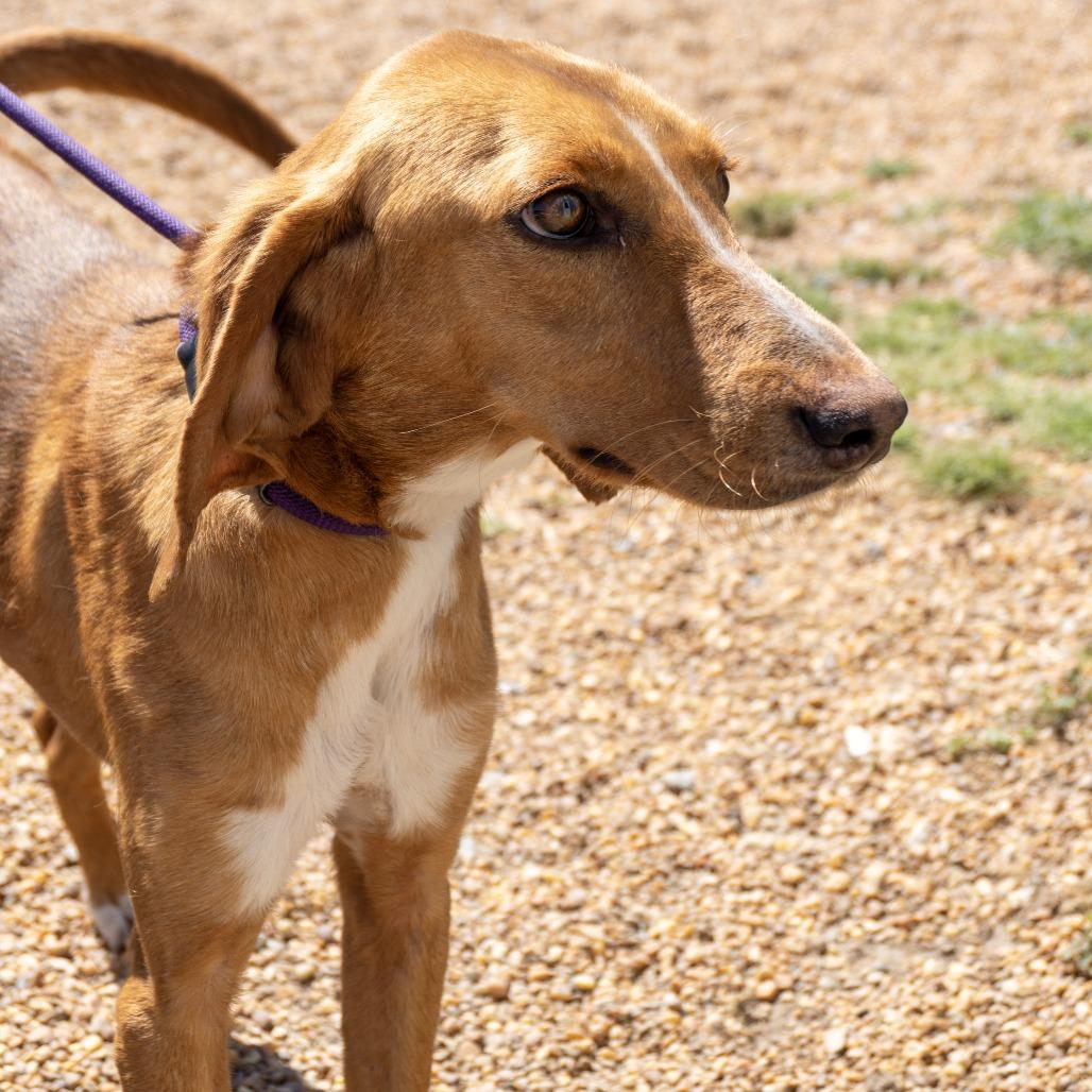 Enlarge Chicken Little, a Adoptable Hound in Elizabeth City, NC image 4/6