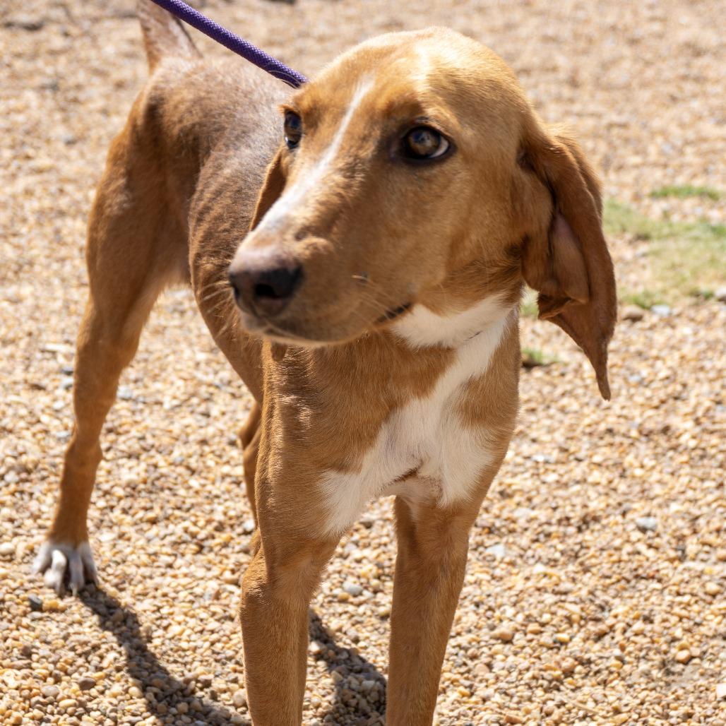 Enlarge Chicken Little, a Adoptable Hound in Elizabeth City, NC image 5/6