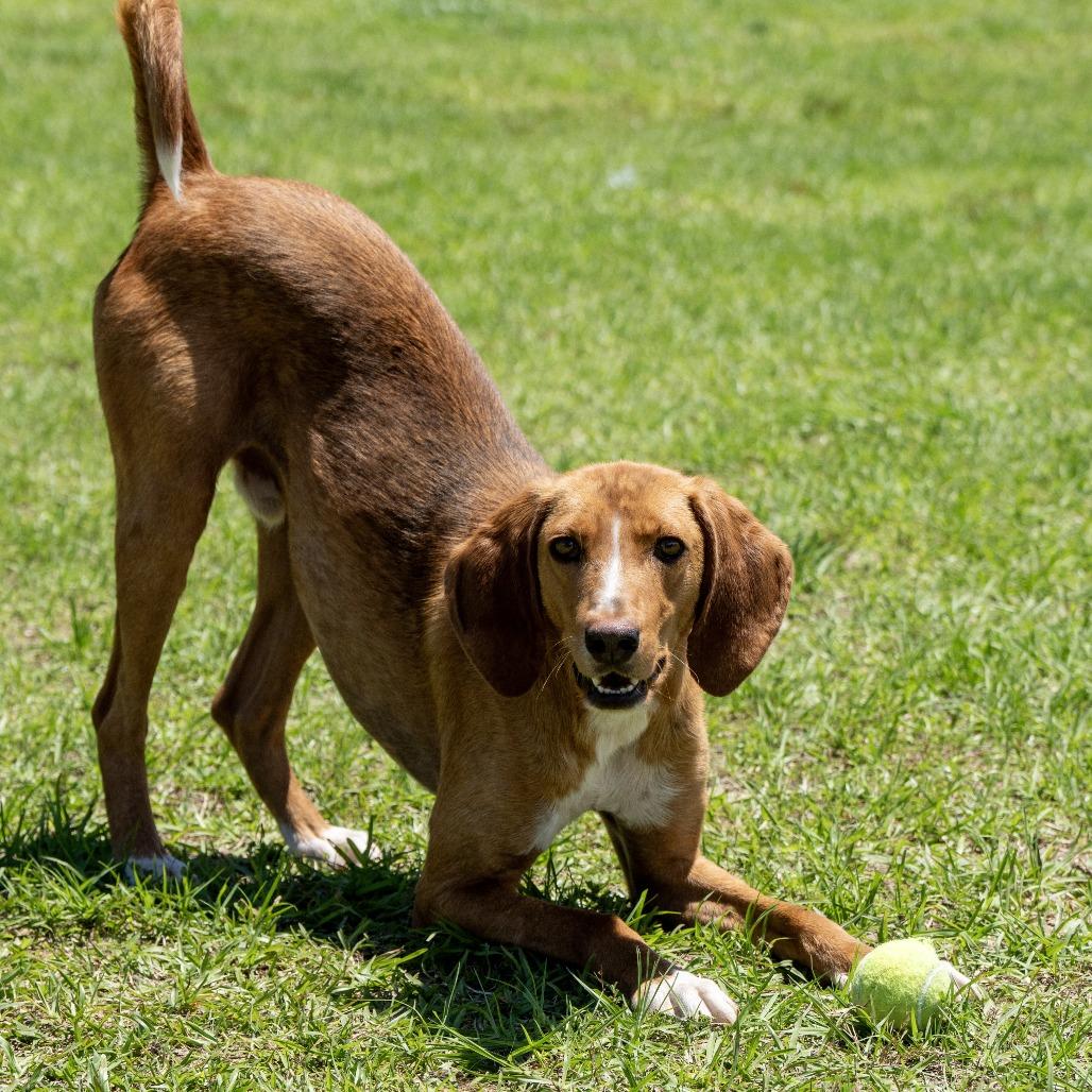Chicken Little, a Adoptable Hound in Elizabeth City, NC image 5/6