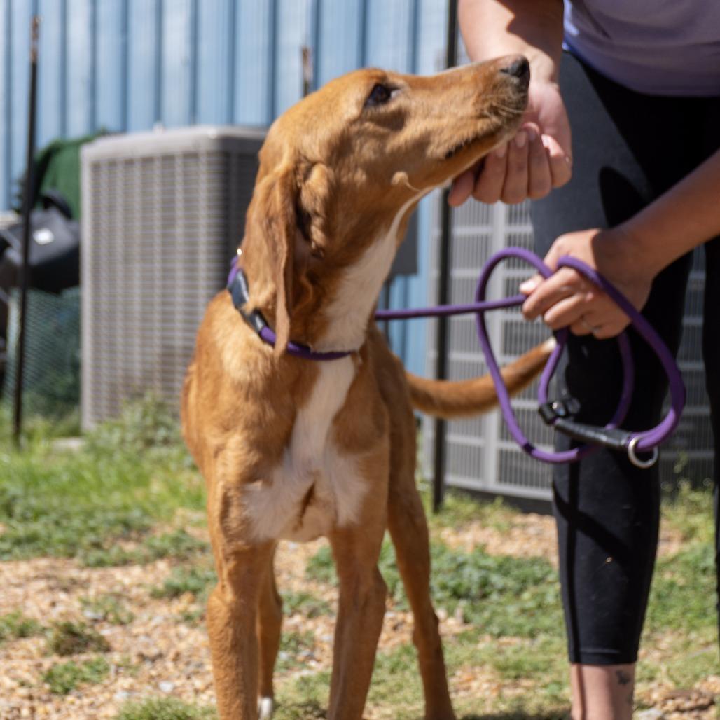 Enlarge Chicken Little, a Adoptable Hound in Elizabeth City, NC image 6/6