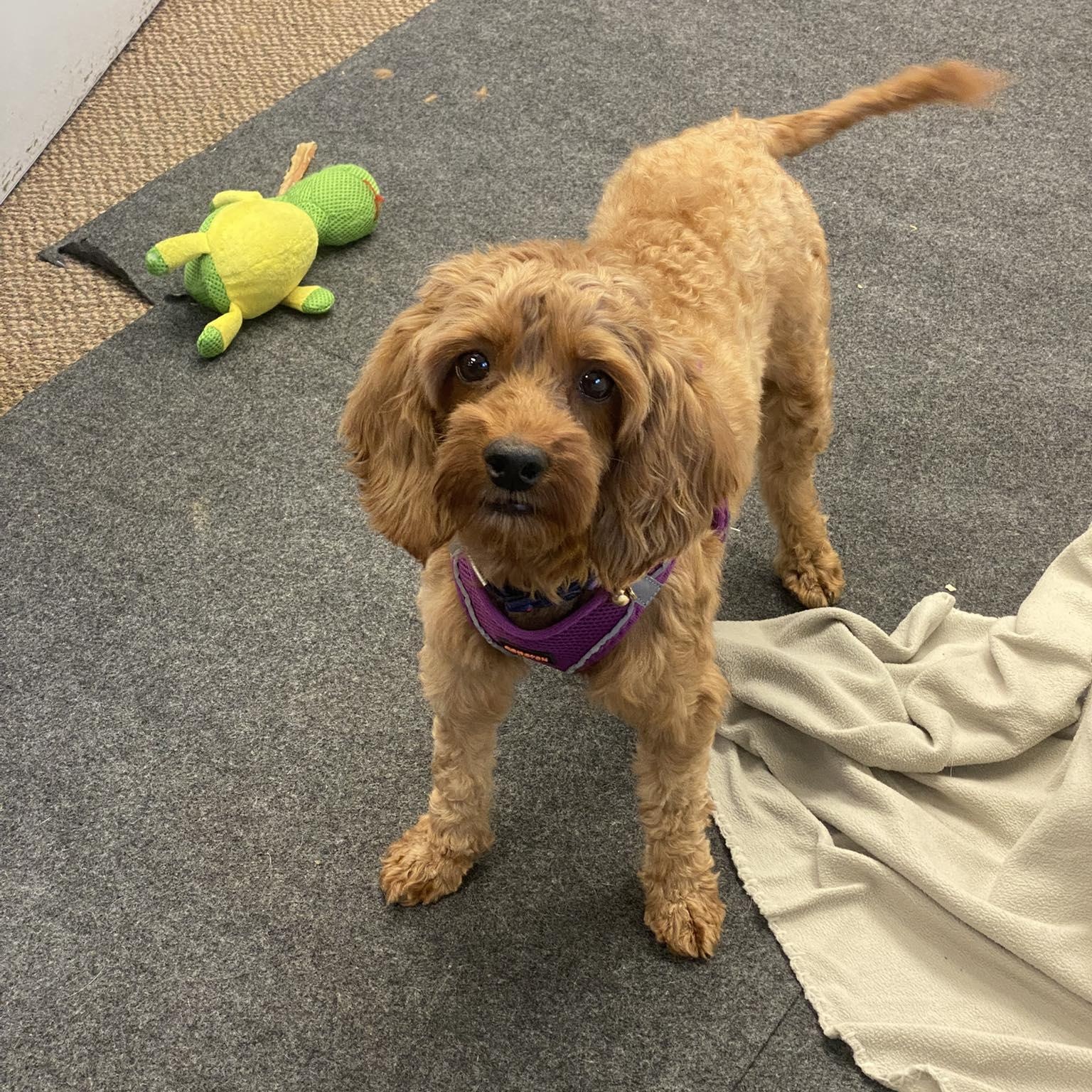 Enlarge LYZA-6 yrs young Mini Poodle/Cocker Spaniel mix female, an adopted mixed breed in ST JACOBS, ON image 3/3