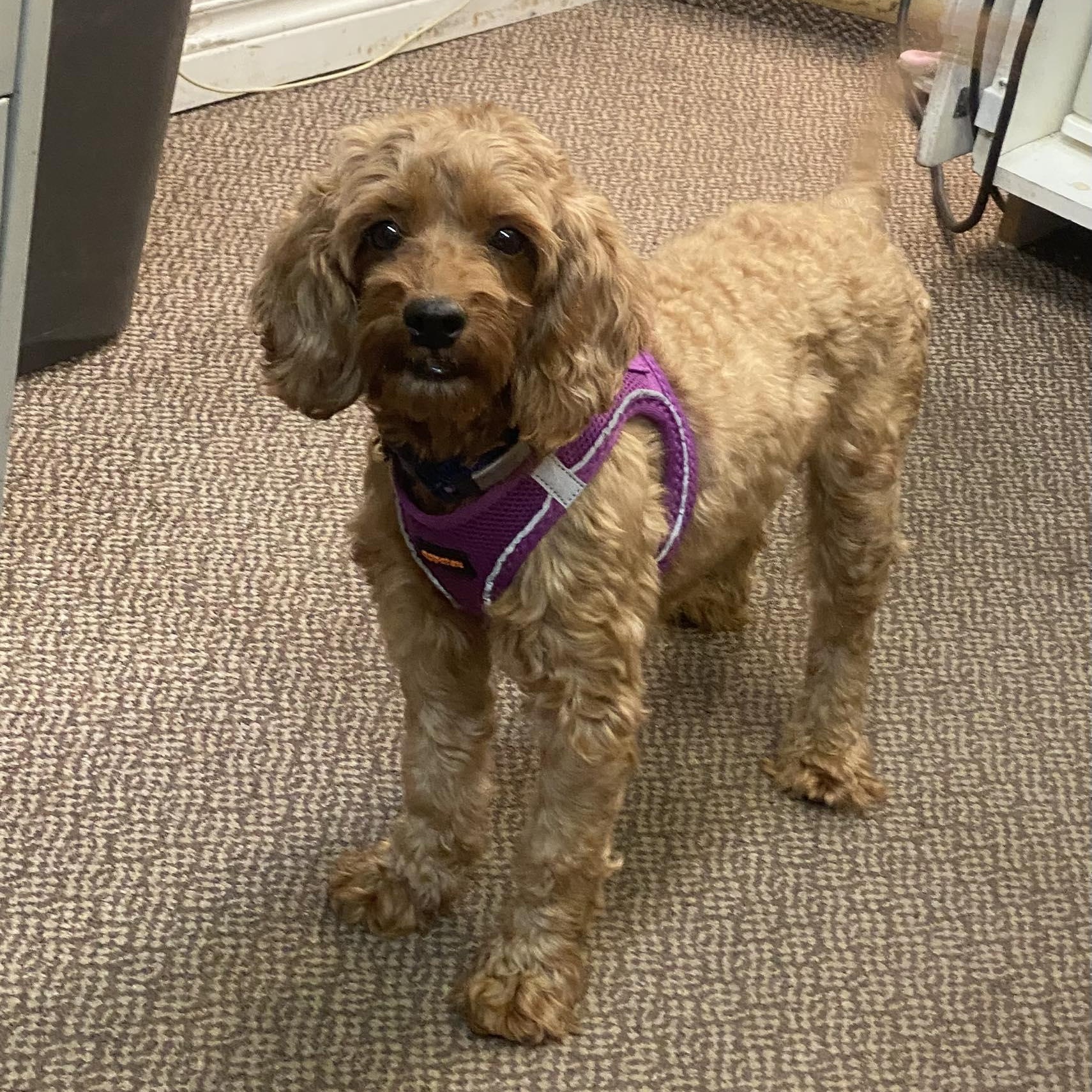 LYZA-6 yrs young Mini Poodle/Cocker Spaniel mix female, adopted, Adult Female Miniature Poodle & Cockapoo.
