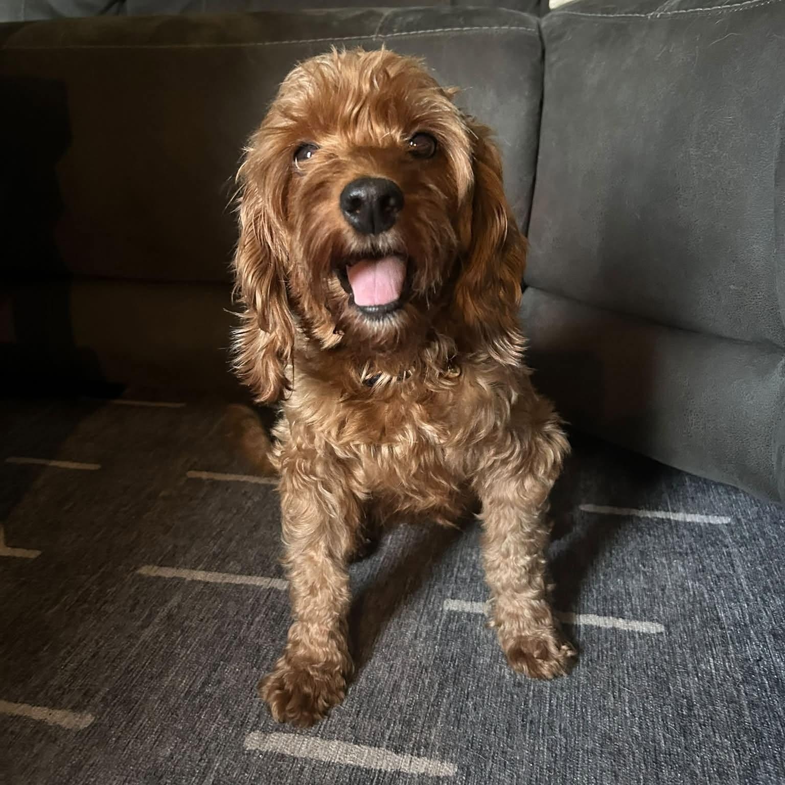 Enlarge LYZA-6 yrs young Mini Poodle/Cocker Spaniel mix female, an adopted mixed breed in ST JACOBS, ON image 2/3