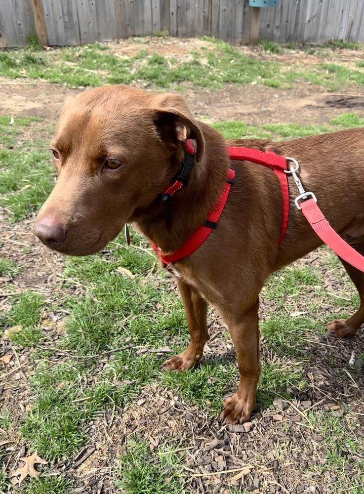 Sable, Adoptable, Young Male Labrador Retriever.
