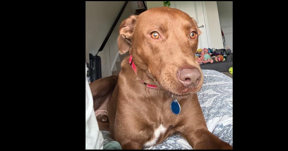 Sable, a Adoptable mixed breed in Greenbelt, MD image 2/5