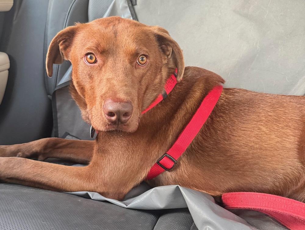 Enlarge Sable, a Adoptable mixed breed in Greenbelt, MD image 2/6